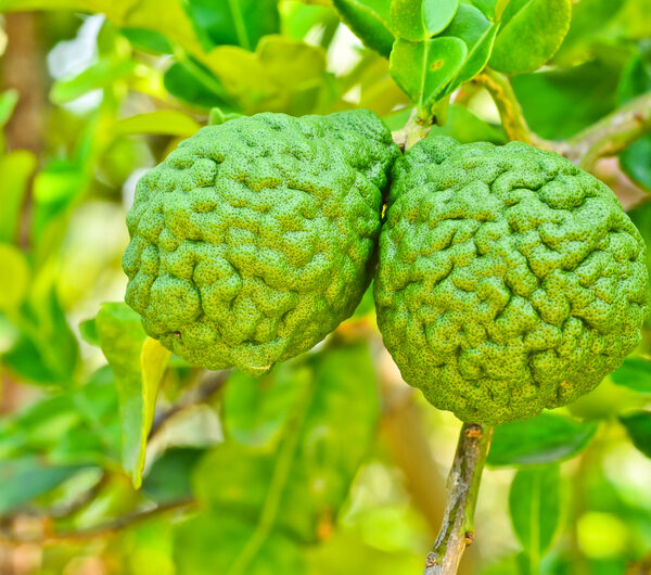 Bergamot 10 ml