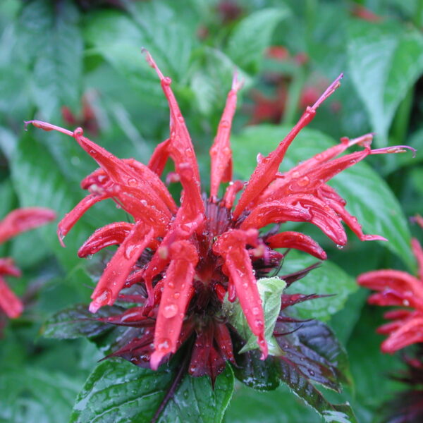 Bergamot Mint 10 ml