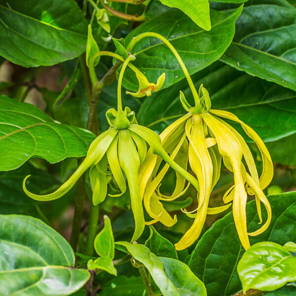 Cananga (Ylang-ylang) 10 ml