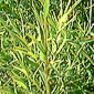 Citron Tea tree 10 ml