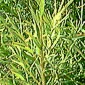 Citron Tea tree 10 ml