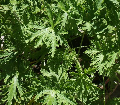 Citronella 10 ml