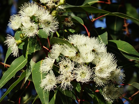 Citroneukalyptus 10 ml