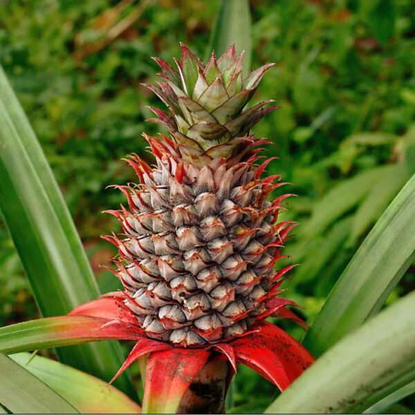 Duftolie. Ananas 10 ml