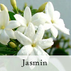 Duftolie. Jasmin 10 ml