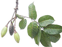 Elemi 10 ml