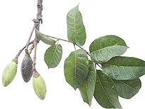 Elemi 10 ml