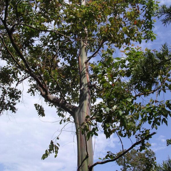Eucalyptus Blue Gum 10 ml
