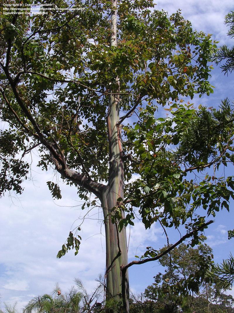 Eucalyptus Blue Gum 10 ml