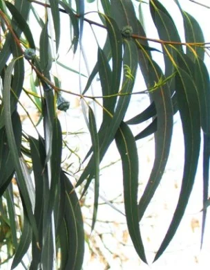 Eukalyptus 10 ml