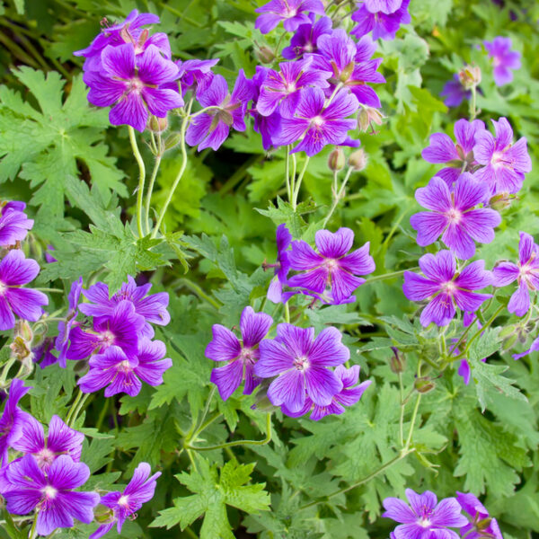 Geranium 10 ml