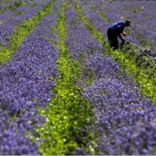 Lavendel Bulgarsk olie 100% ren, 10 ml