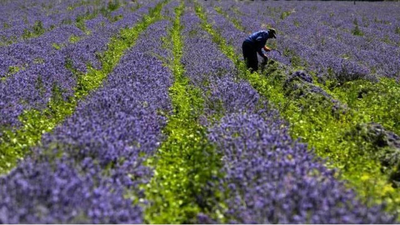 Lavendel Bulgarsk olie 100% ren, 10 ml