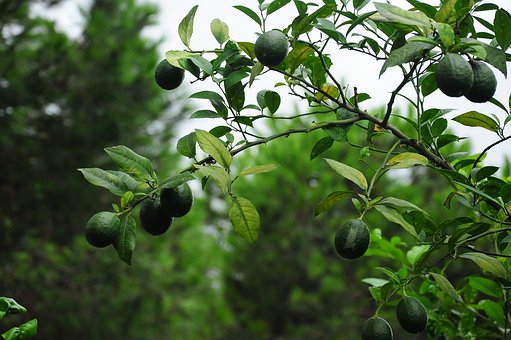 Lime 10 ml
