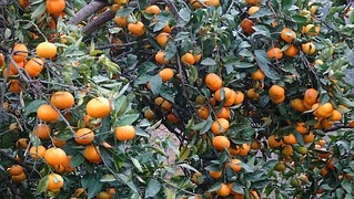Mandarin 10 ml
