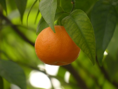 Mandarin 10 ml
