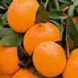 Mandarin rød 10 ml