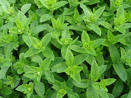 Menthol 10 ml