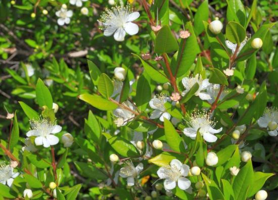 Myrtle 10 ml