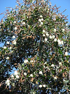 Neroli 10 ml
