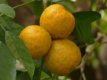 Orange bitter 10 ml
