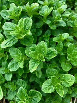 Oregano 10 ml