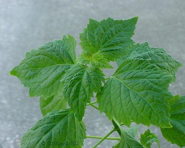 Patchouli 10 ml