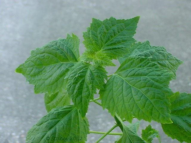 Patchouli 10 ml