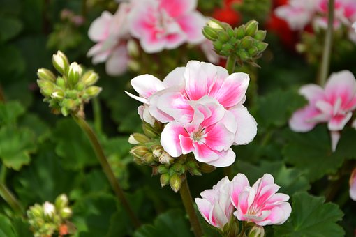 Rose geranium 10 ml