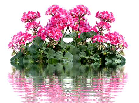 Rose geranium 10 ml