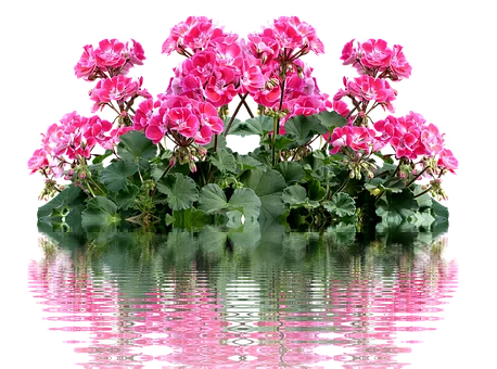 Rose geranium 10 ml