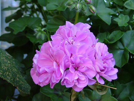 Rose geranium 10 ml