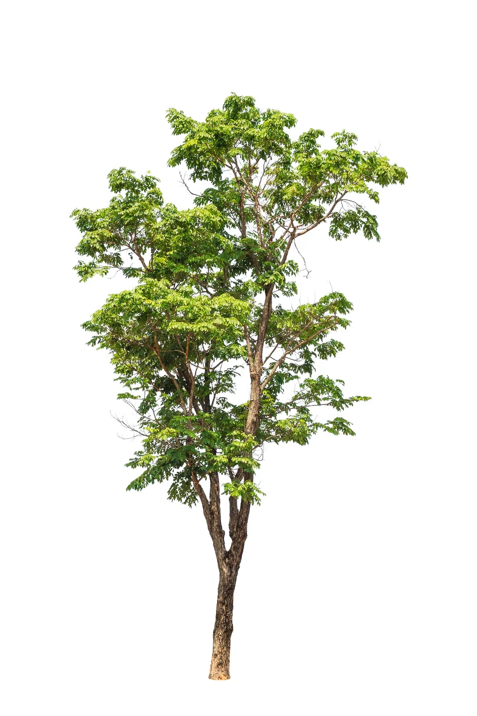Rosentræ 10 ml
