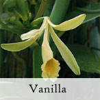 Vanilje 10 ml