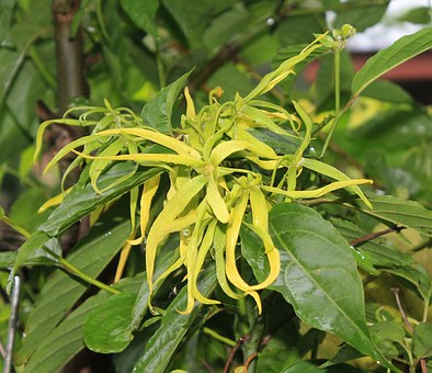 Ylang ylang 10 ml