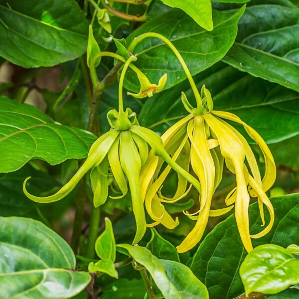 Ylang ylang 10 ml